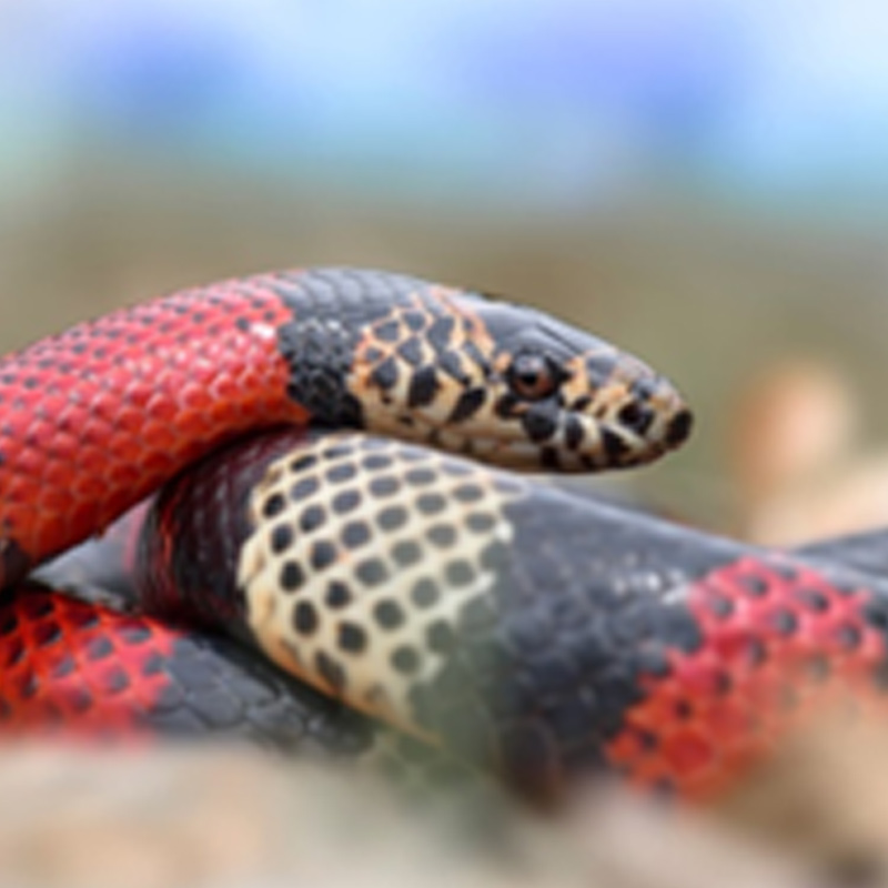 snake-blog-image
