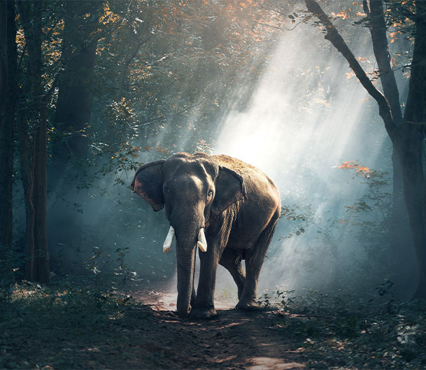 elephant-image